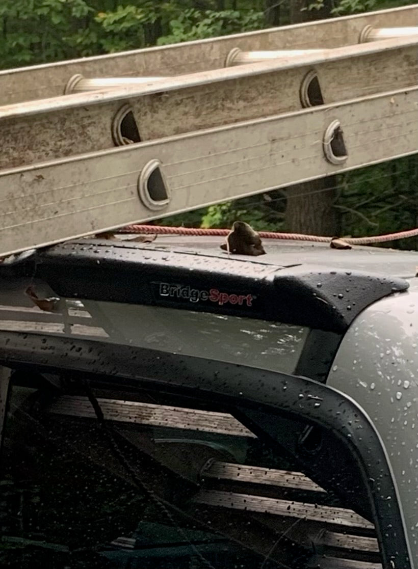 Truck Bed Organization for People Who Actually Use Their Truck
